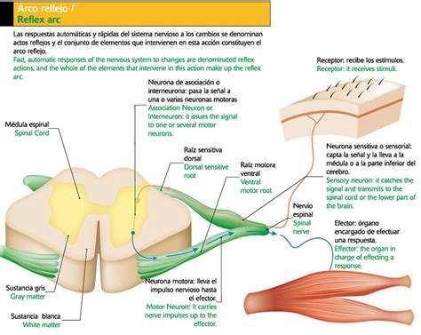 Reflexiones Finales sobre Arcos Recursivos