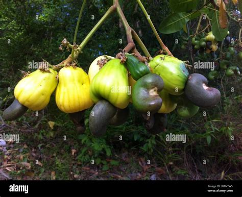 Cashew nut tree hi-res stock photography and images - Alamy