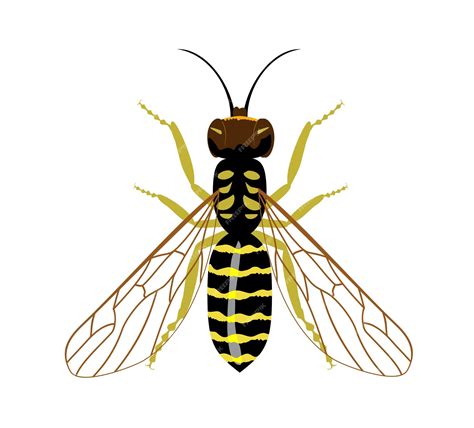 Premium Vector | Wasp top view insect stings wasp sting