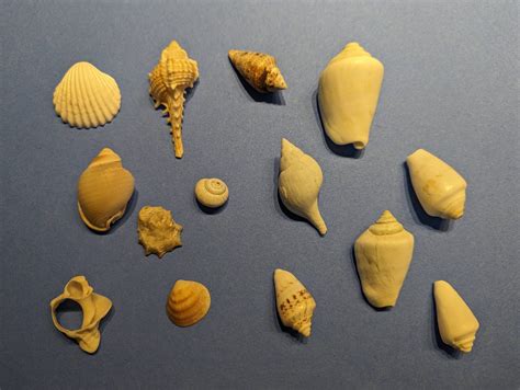 Snail Shell - Where Does It Come From And Other Questions Resolved