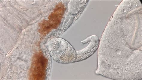 Parasitic zombie snails found at Lake Murray | cbs8.com