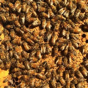 June Beekeeping Class, Fort Worth Botanic Gardens, 10 June 2024 ...