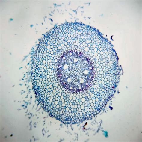 Typical Monocot root, Corn root c.s., Zea Mays root, popular botany ...