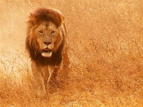 Image result for TRS-80 Color Computer Programming Books