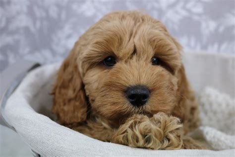 Larchfield cavapoos - Cavapoo Puppies for Sale, Licensed Breeder