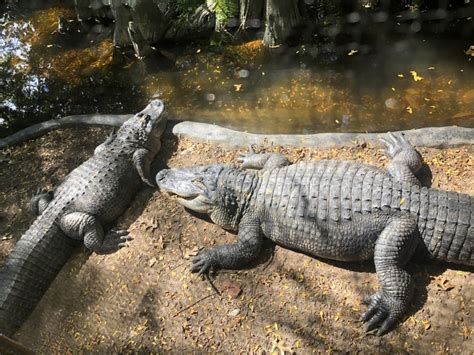 Bergen County Zoo, Paramus, NJ: Information, Tickets and Reviews