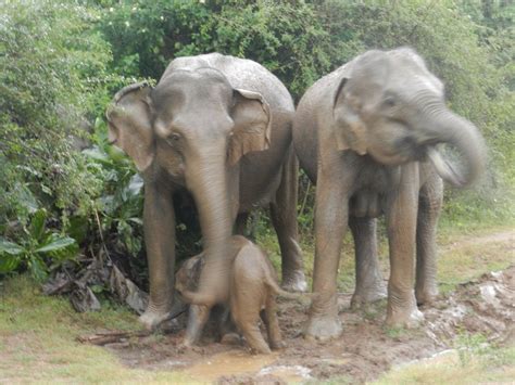 CEYLON STEPS (2025) All You Need to Know BEFORE You Go (with Photos ...