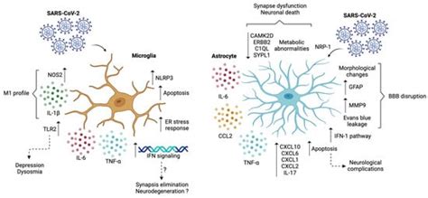Neurological Impact of Respiratory Viruses: Insights into Glial Cell ...