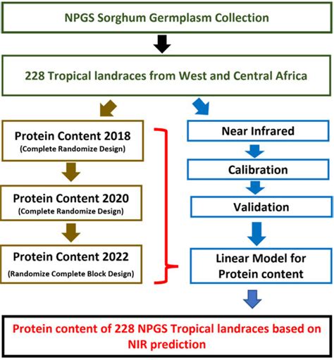 Assessment of Grain Protein in Tropical Sorghum Accessions from the ...