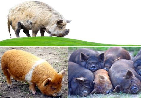 Types Of Pigs: 21 Pig Breeds for Farming and Homesteading - FarmerDB