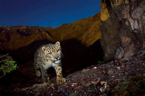 More Snow Leopards Poached, Even as Bold Plan Fights Decline