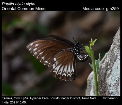 Papilio clytia | Butterfly
