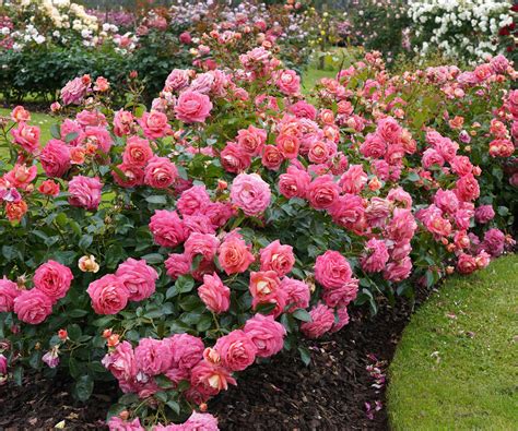 How To Grow A Rose Plant Faster: Top Tips For Quick-Growing
