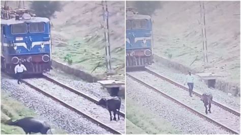 Loco pilot stops train, gets down to move buffalo off tracks in viral video