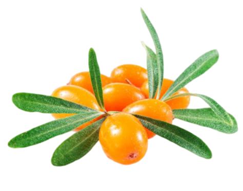 Sea buckthorn PNG for sustainable product design - Photo #4383 - BiNps ...