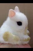 Image result for Small Cute Baby Bunnies
