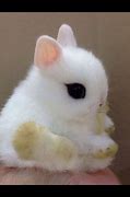 Image result for Cute Bunny Babies