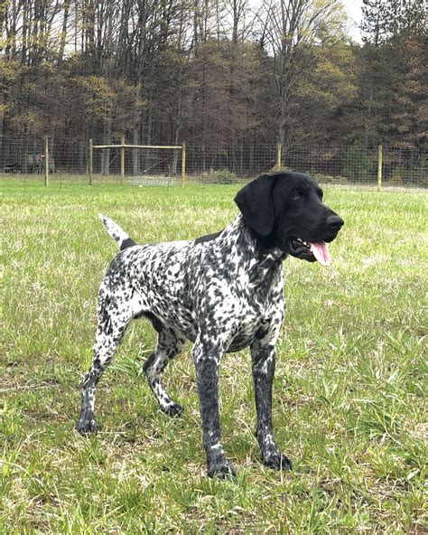 Cole 2.5 years old. Black and white German Shorthair Pointer. Gsp Dogs ...