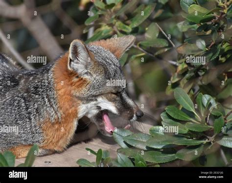 Channel island foxes hi-res stock photography and images - Alamy