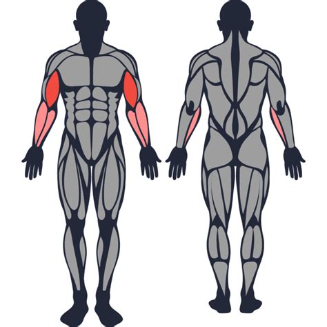 Curling Exercise 的图像结果