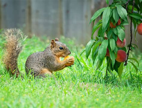 3 Rodents You May Spot in Your Garden