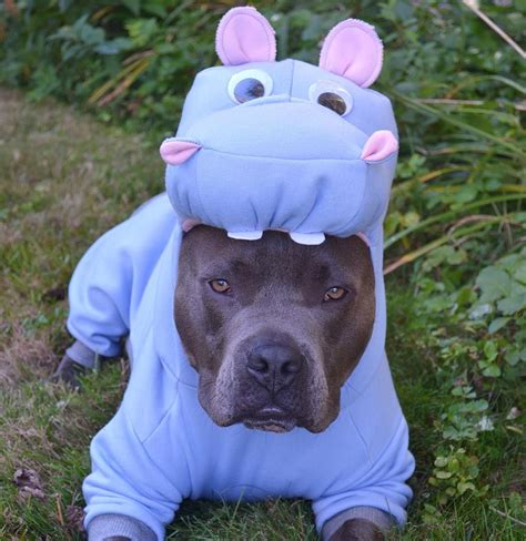 21 Pictures That Prove Pit Bulls Are Even Cuter on Halloween | Dog ...