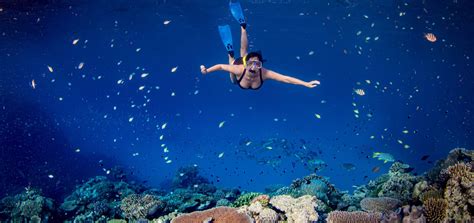 Best Snorkel Great Barrier Reef at Gregory McCollum blog