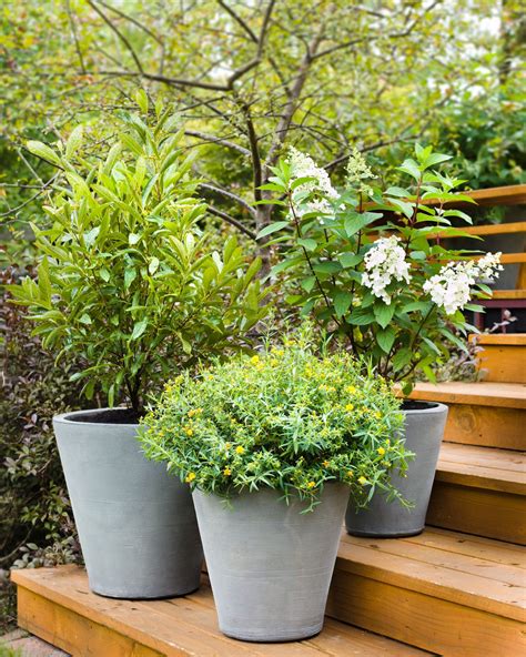 Evergreen Shrubs In Containers Container Evolution: A 3 Step Plan For