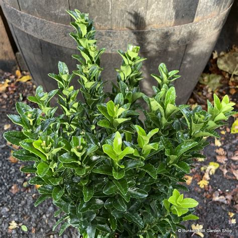 Hedging - Evergreen hedging (rootball & potted) - Euonymus (Spindle ...