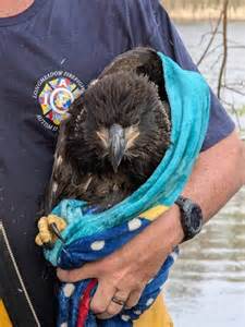 Longmeadow firefighters rescue baby bald eagles after wind blows nest ...