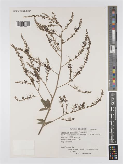 Desmodium nicaraguense Oerst. | Plants of the World Online | Kew Science