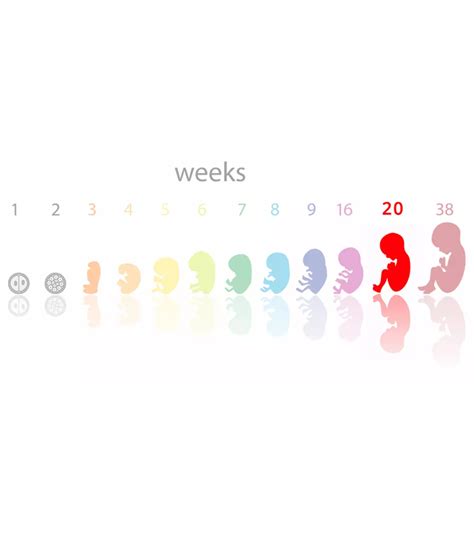 Fetal Development Week By Week: Stages Of Pregnancy