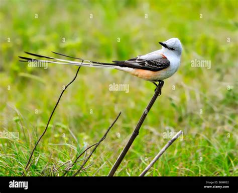 A Scissor-tailed Flycatcher, Tyrannus forficatus,the Oklahoma state ...