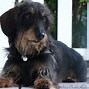 Image result for Cutest Dog in America