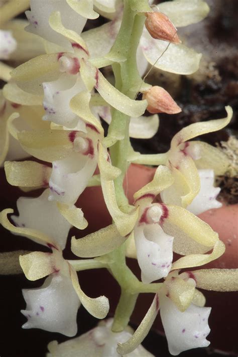 Tuberolabium quisumbingii | Orchidhouse Asia
