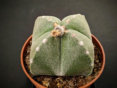 Today I happened upon this 10 cm / 4 inch Astrophytum myriostigma for $6 and couldn't say no ...