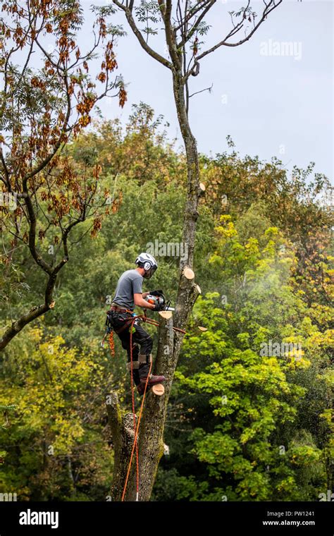 Image result for Chainsaw Tree Fall