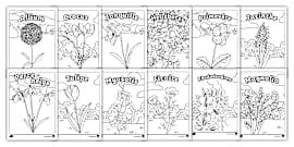Les fleurs du printemps - Twinkl