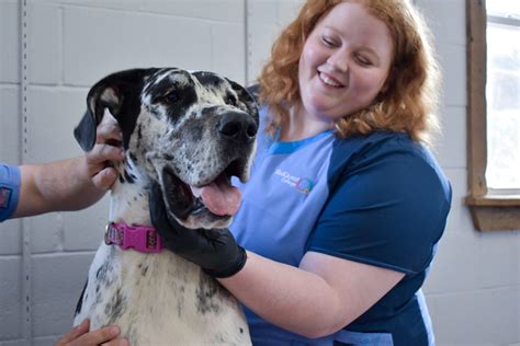 Image result for Accredited Vet Tech Programs