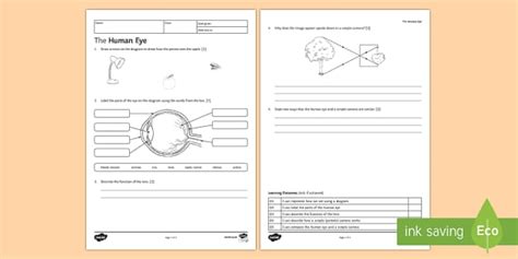 KS3 The Human Eye Homework Worksheet / Worksheet - Twinkl