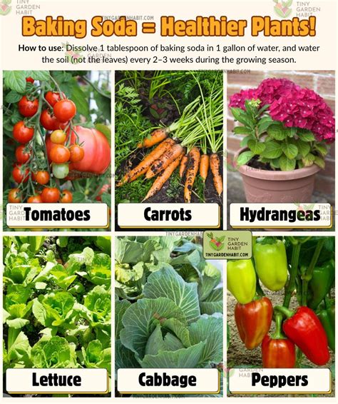 DIY - Baking soda = Easy and natural way to keep your garden ...