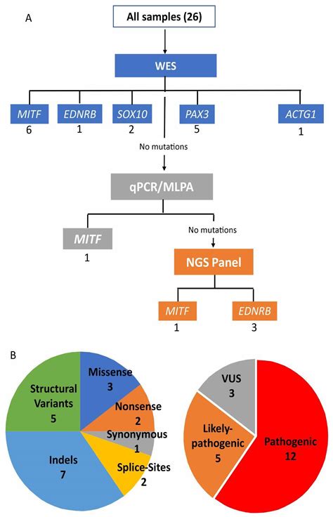 Waardenburg Syndrome: The Contribution of Next-Generation Sequencing to ...