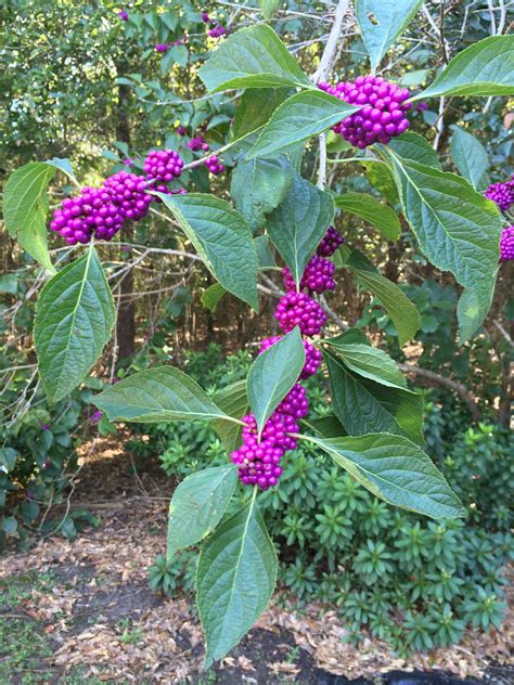 Florida Native Plants: Beautyberry | Gardening in the Panhandle