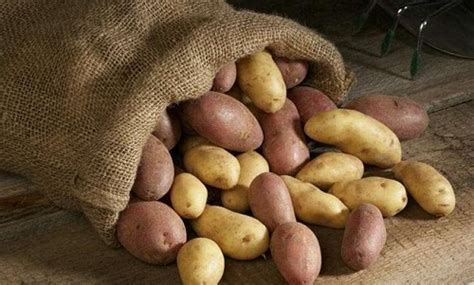 想延长土豆的保存期怎样存放更合适？ - 完美教程资讯-完美教程资讯