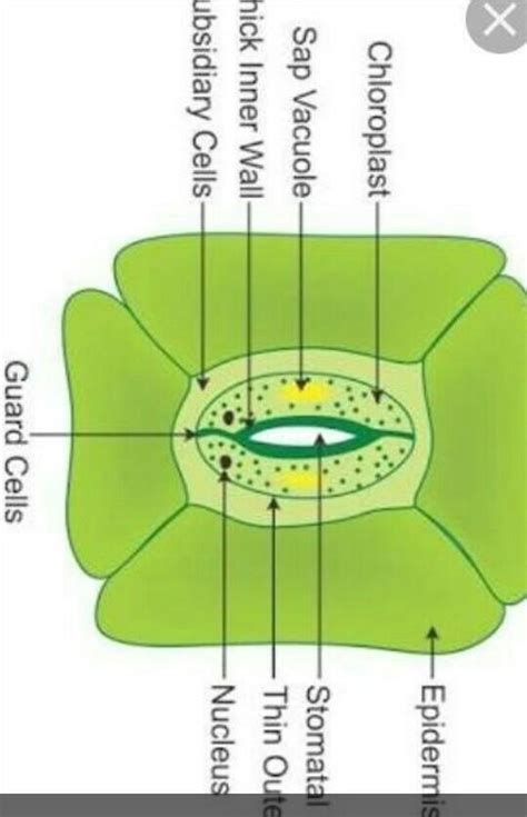 What are stomata? Draw a labelled diagram of stomata. Write two ...