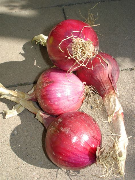 Pink Onions - Pictures! - Growing Fruit