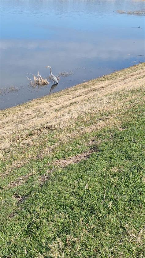 What's this cool bird I saw at North Lakes Park? : r/Denton