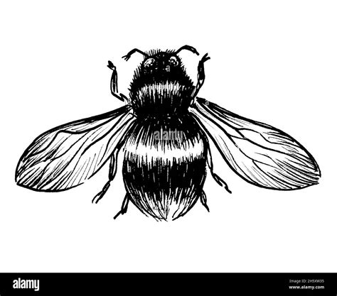 Big bumble bee. Ink black and white drawing Stock Photo - Alamy