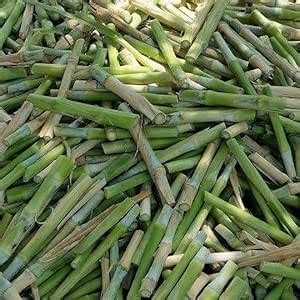 Hybrid super napier grass stick,100% germination (80 stick) : Amazon.in ...