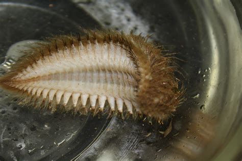 Huntsman Marine Science Centre: Sea mouse